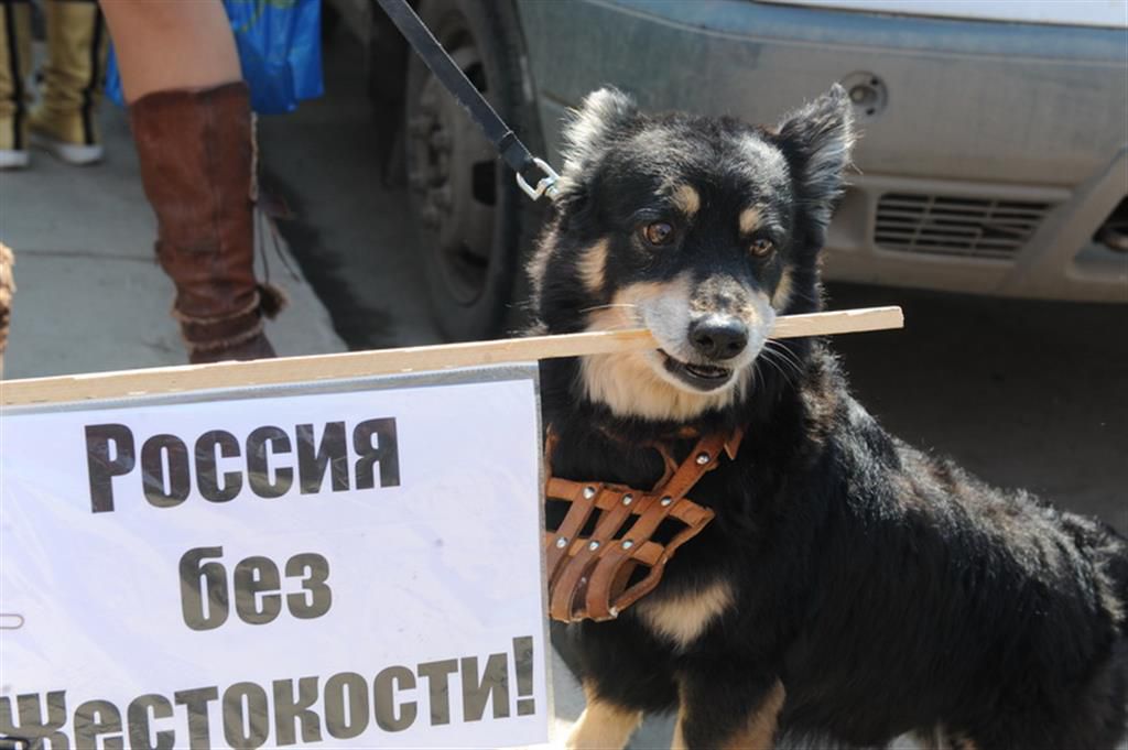 Защита питомца. Защита животных. Защита бездомных животных. Защита животных в России. Защита прав животных.