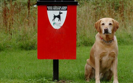 Правила выгула собак в городе – что нужно знать?