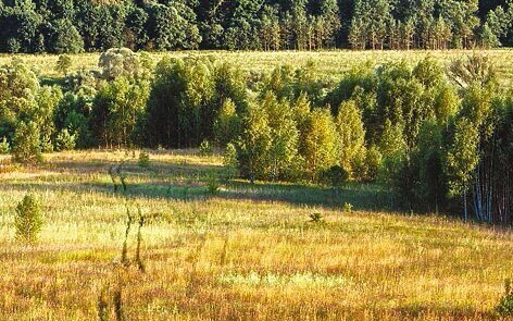 Аренда земель лесного фонда