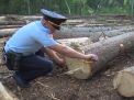 Незаконная вырубка леса - понятие, ответственность и факты